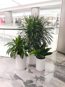 宁波鄞州花木租赁专业，满足多样需求